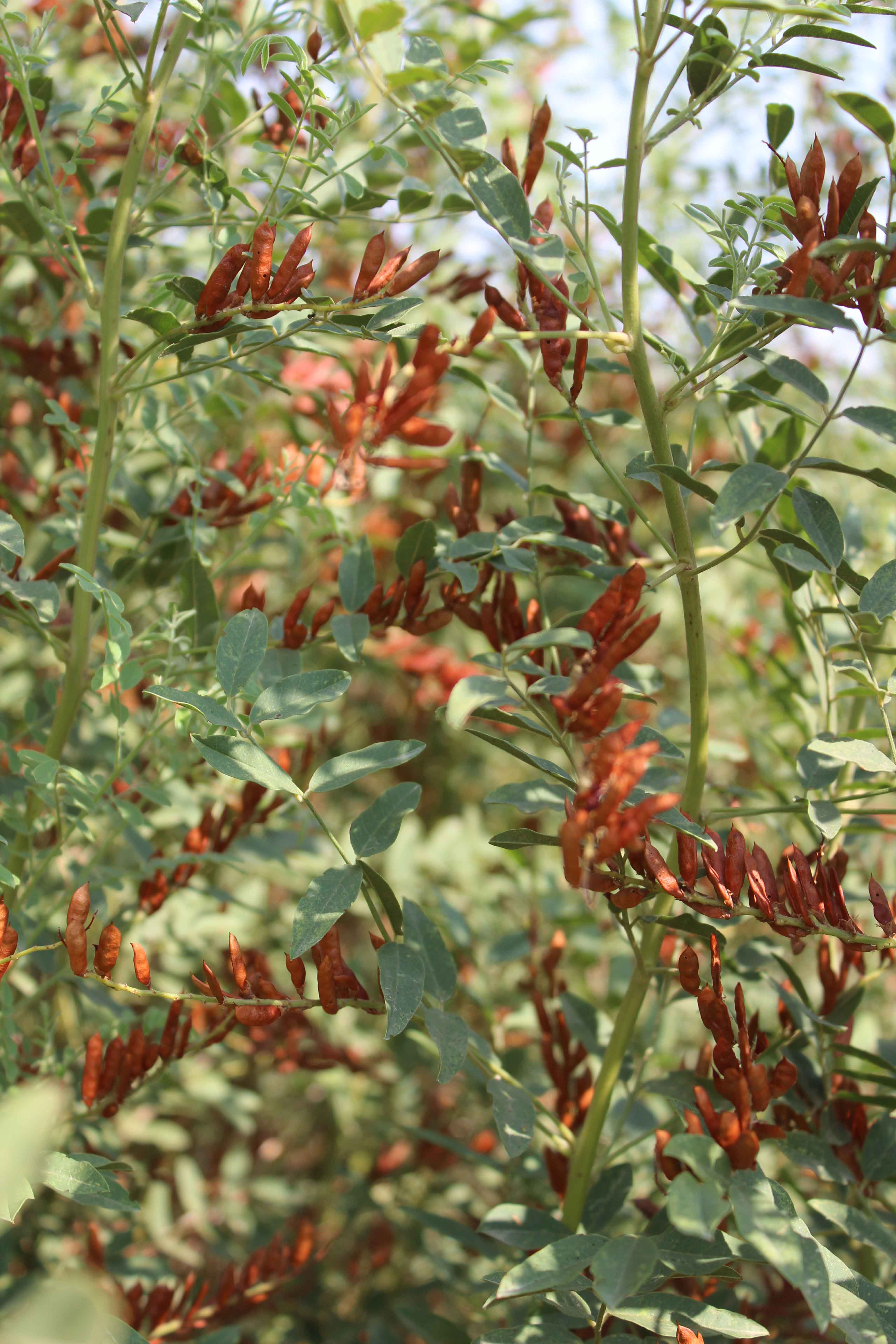 Plant Image